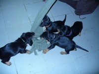 /album/stenata-2012/p1010375tah-za-jpeg/